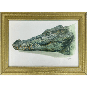 Female Saltwater Crocodile